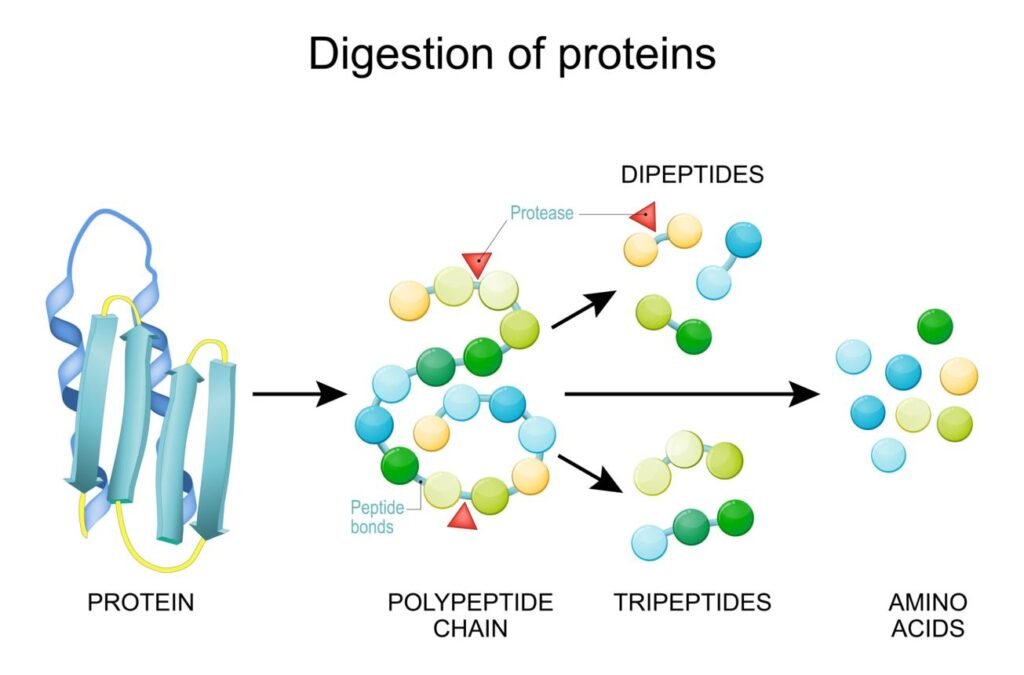 How Much Protein Your Body Actually Absorbs